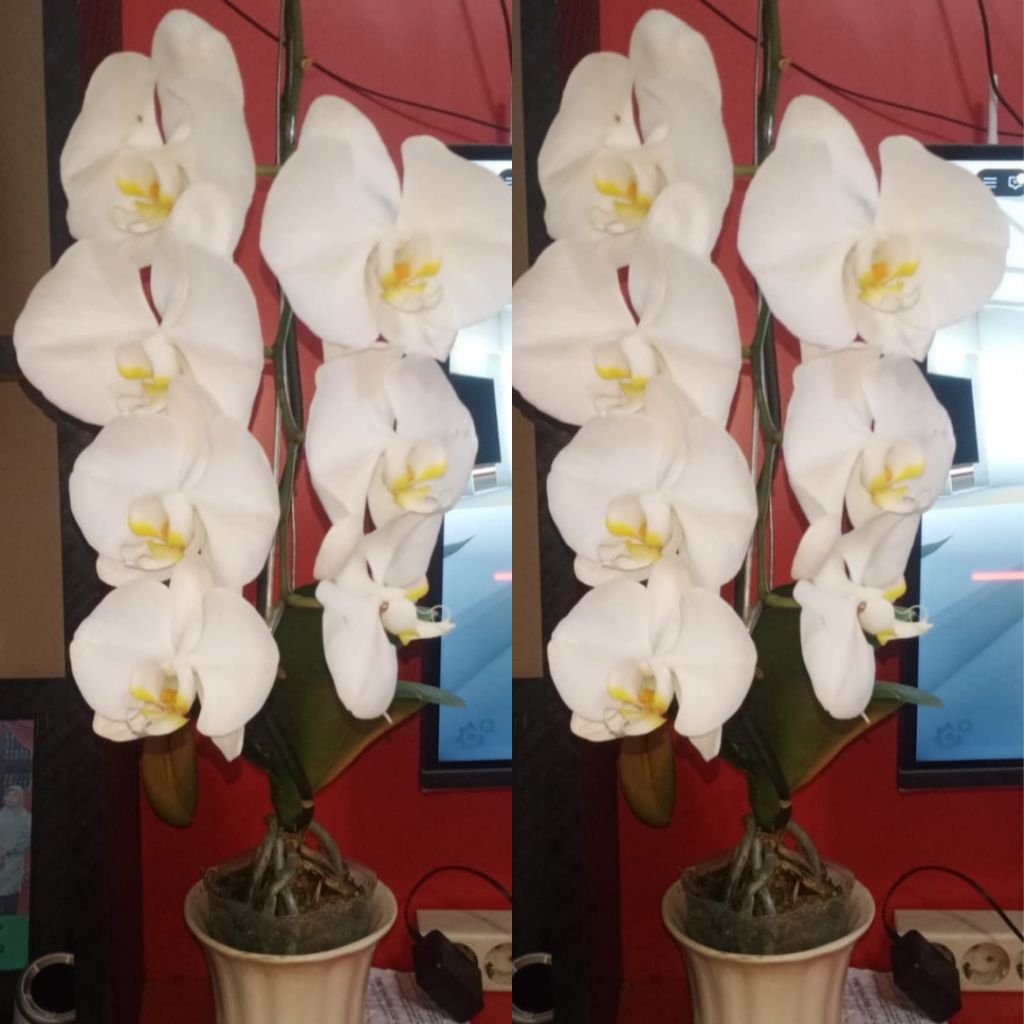 Tanaman Bunga Anggrek Bulan Jumbo PASCA BUNGA