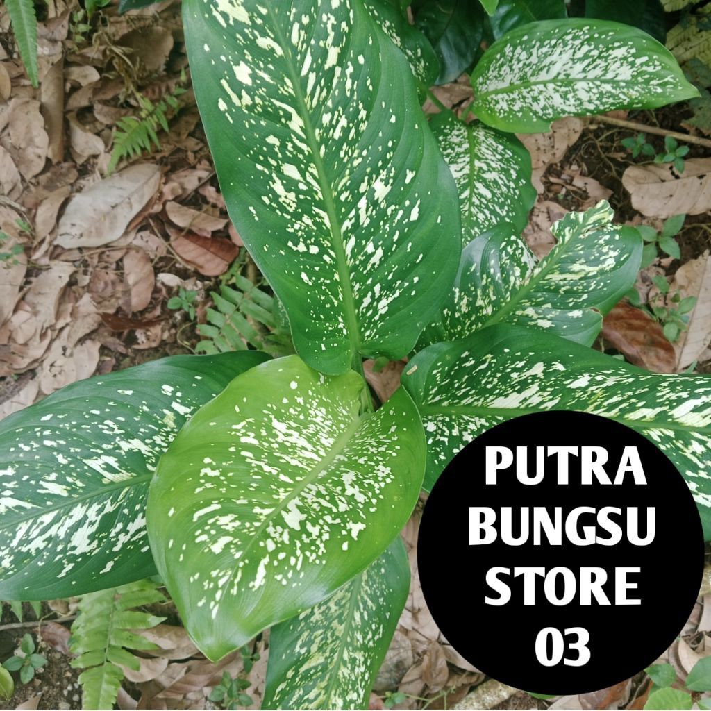 TANAMAN HIAS SRI REJEKI (bunga bahagia) JUMBO