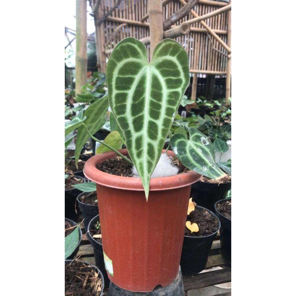 clarinervium king sulamjana