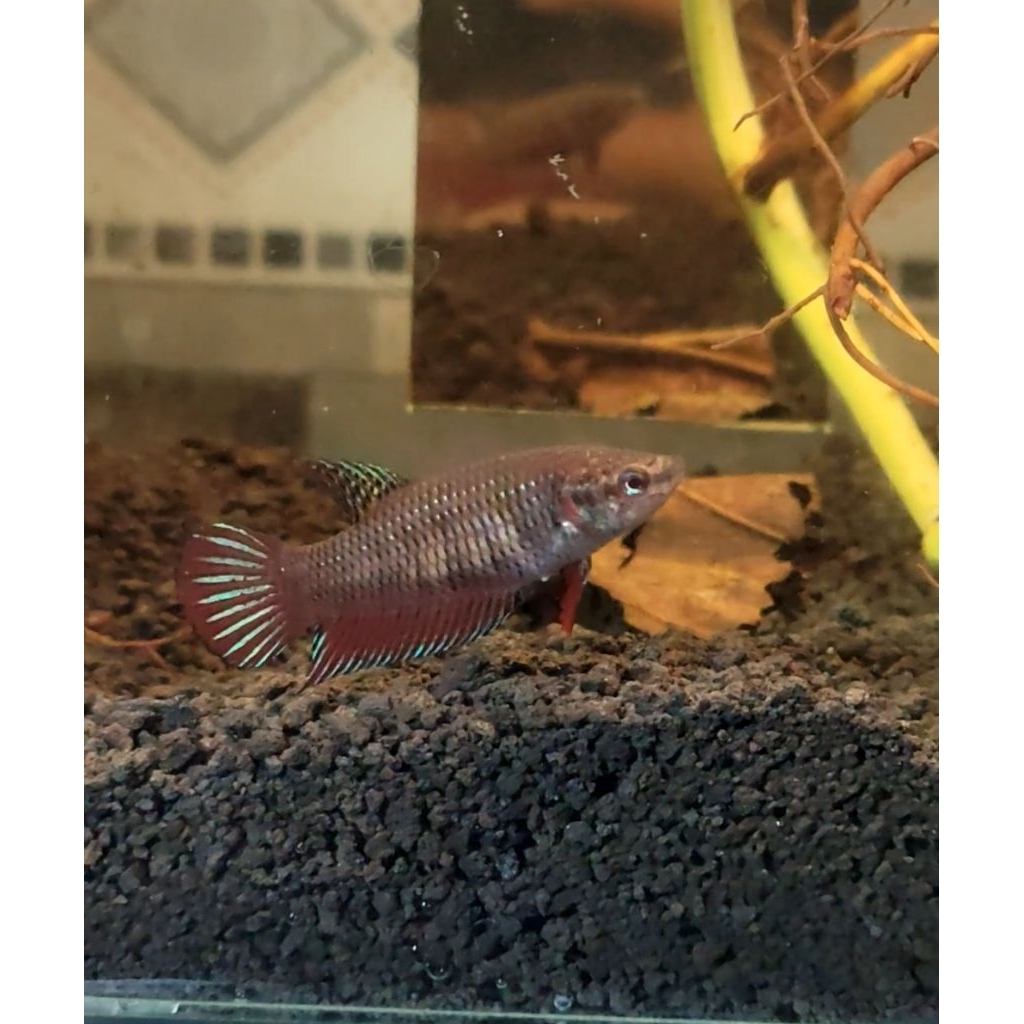 betina cupang alam wildbetta splendens hybrid