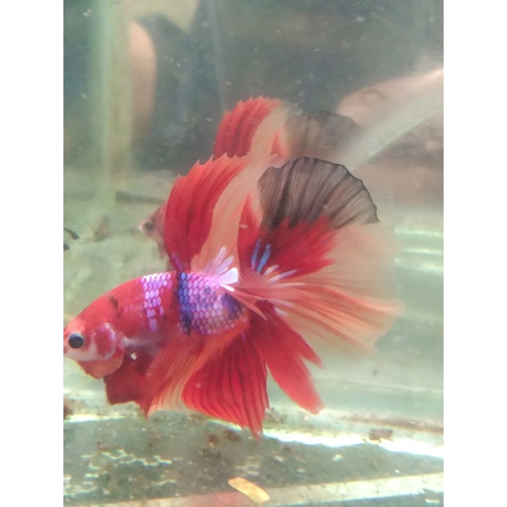 cupang HM multi size M