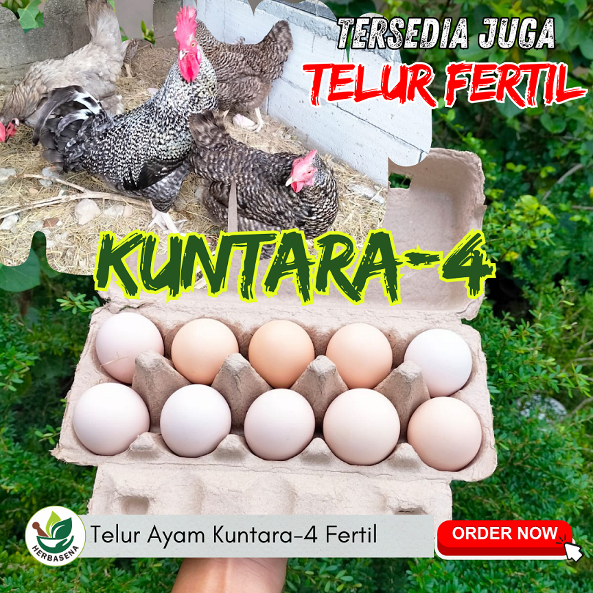 TELUR TETAS AYAM KAMPUNG KUNTARA 4 FERTIL FRESH DARI KANDANG