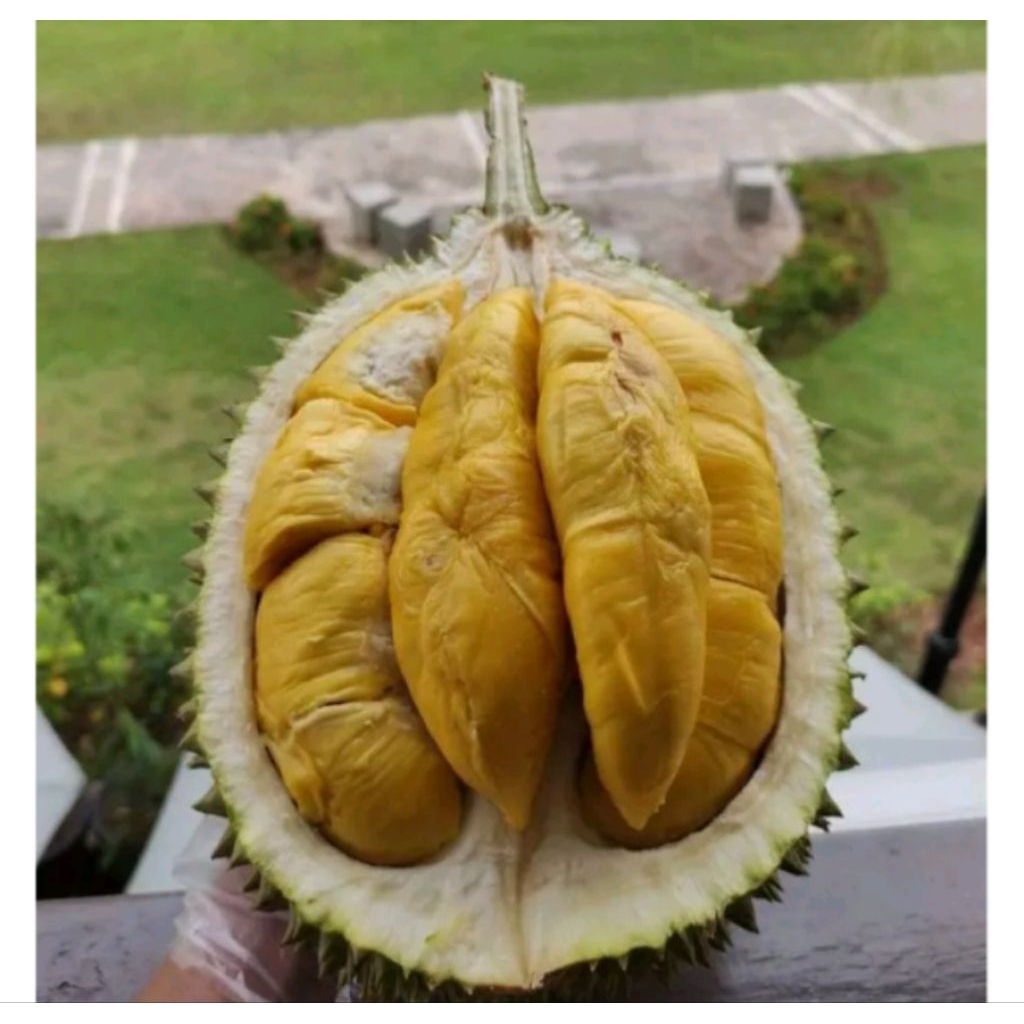 Bibit Durian Montong Siap Buah Okulasi