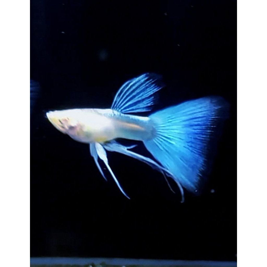 HIASAN AQUARIUM REKBER GUPPY SKY BLUE RIBBON(Sepasang J+B)