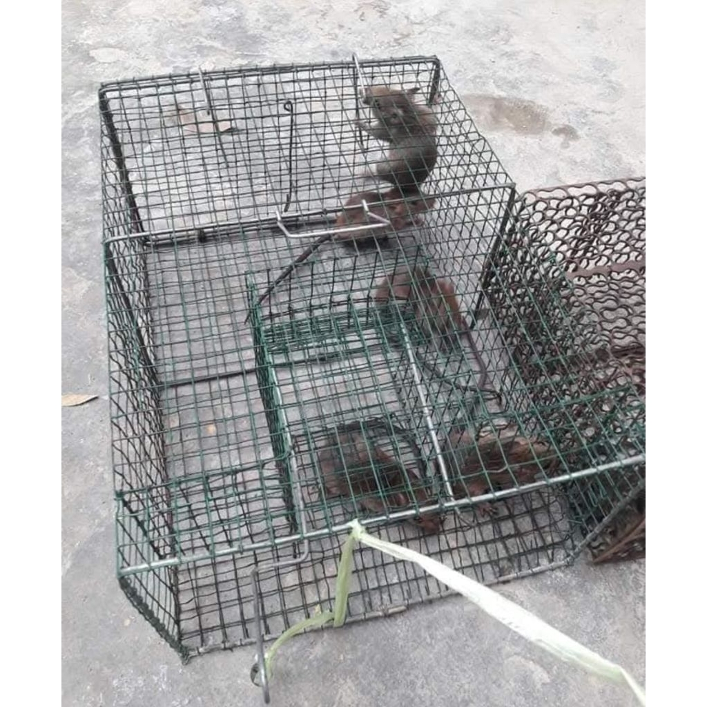 perangkap jebakan tikus paling ampuh bisa dapat banyak tikus