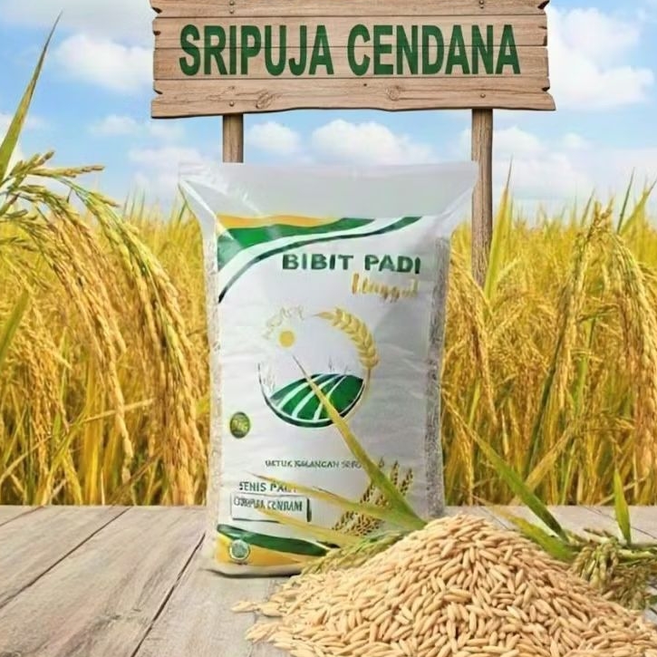 BENIH PADI SRIPUJA CENDANA VARIETAS UNGGUL NASIONAL KUALITAS PREMIUM 5KG