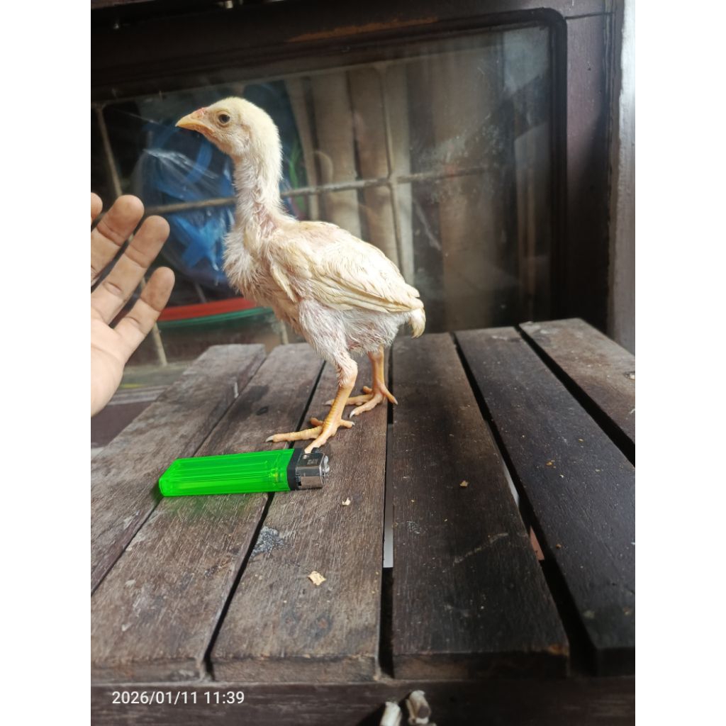 ayam bangkok anakan pilihan, warna putih