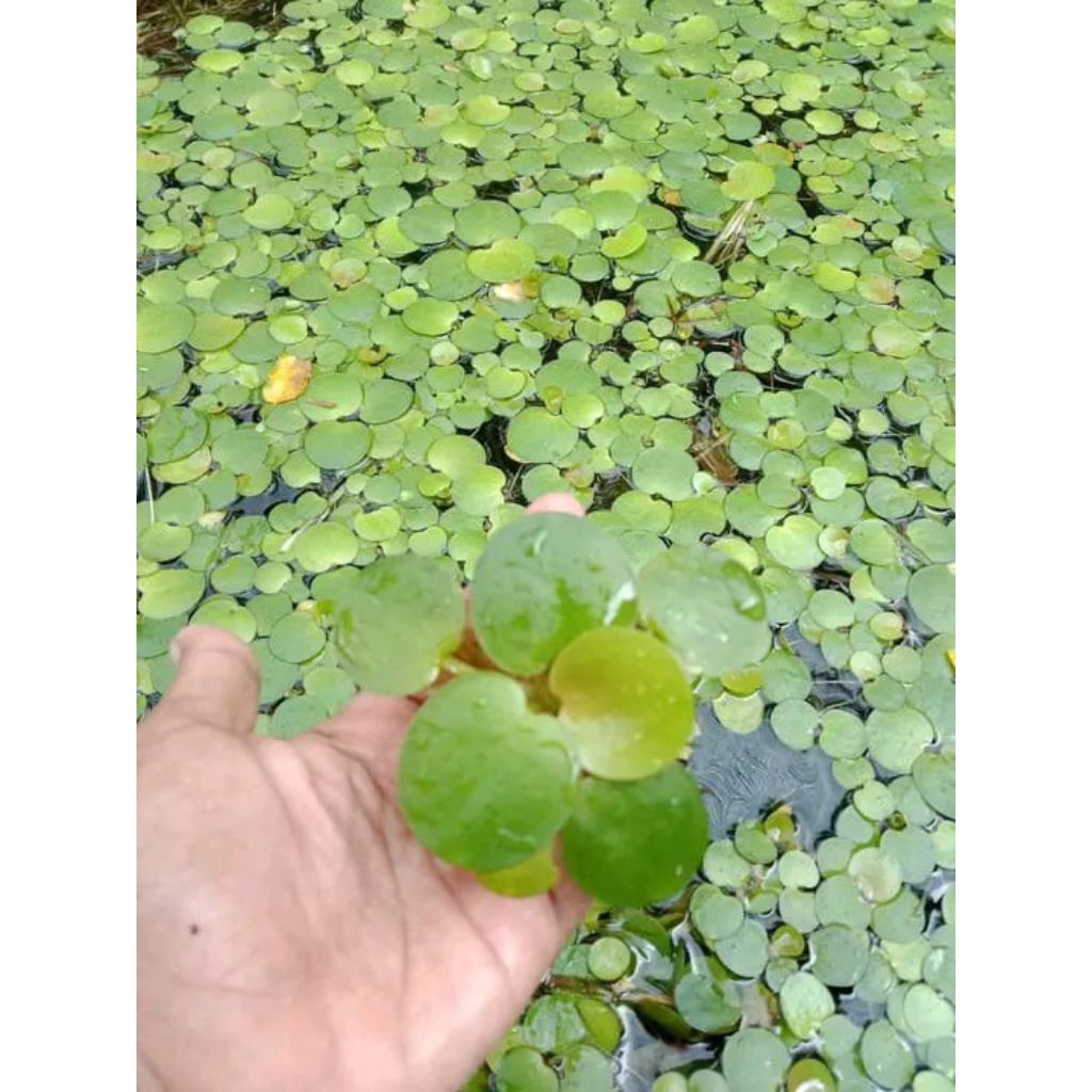 paket 10 daun tanaman amzon forgrip