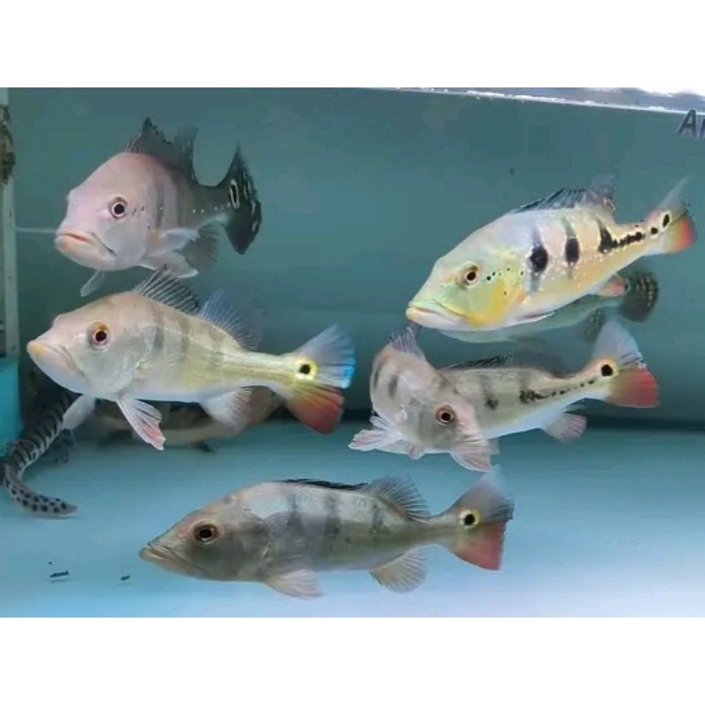 Pbass Mono GoodMarking (sz. 15-16cm)