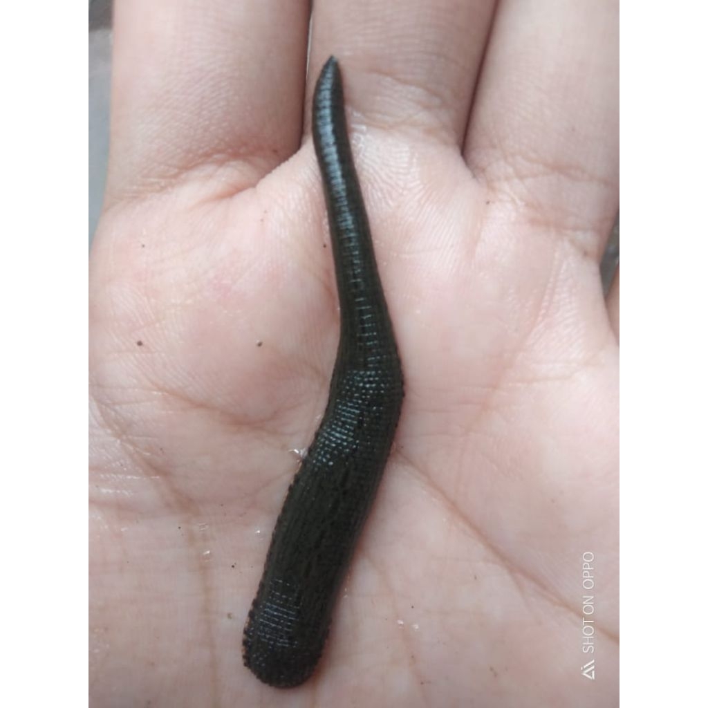 lintah terapi ukuran sedang