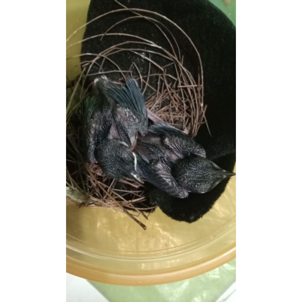 murai batu lolohan sepasang