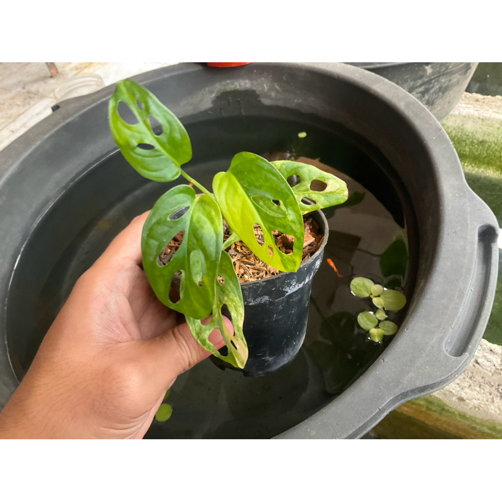 Tanaman Hias Monstera Acuminata Variegata Jepang Janda Bolong Janbol Varigata