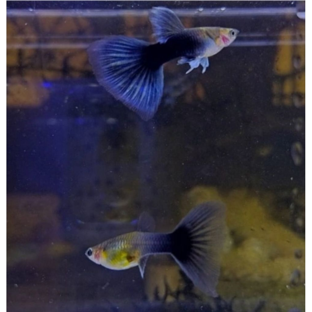IKAN HIAS GUPPY HB BLUE SATU PASANG