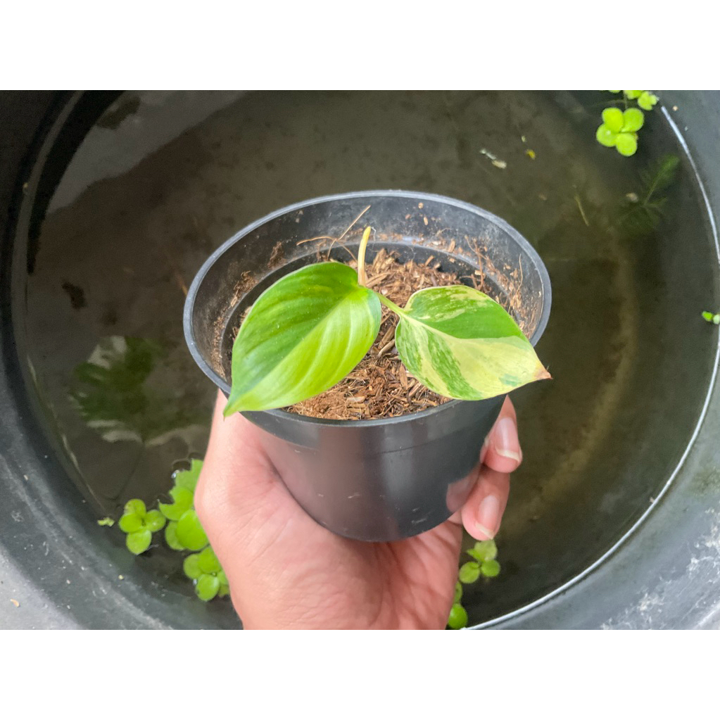 Homalomena Rubescens Variegata Tanaman Hias Homa Rubescent Varigata