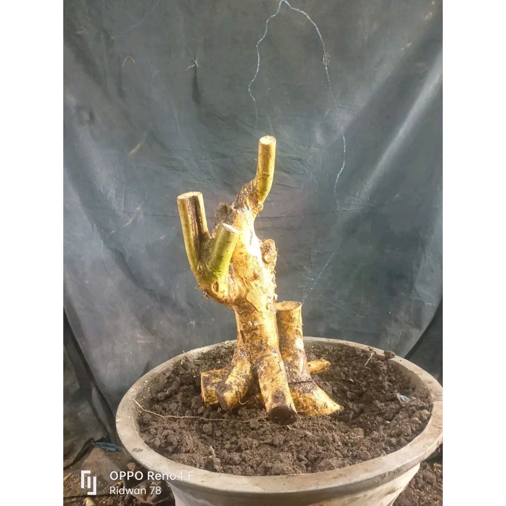 bahan bonsai serut fres mame