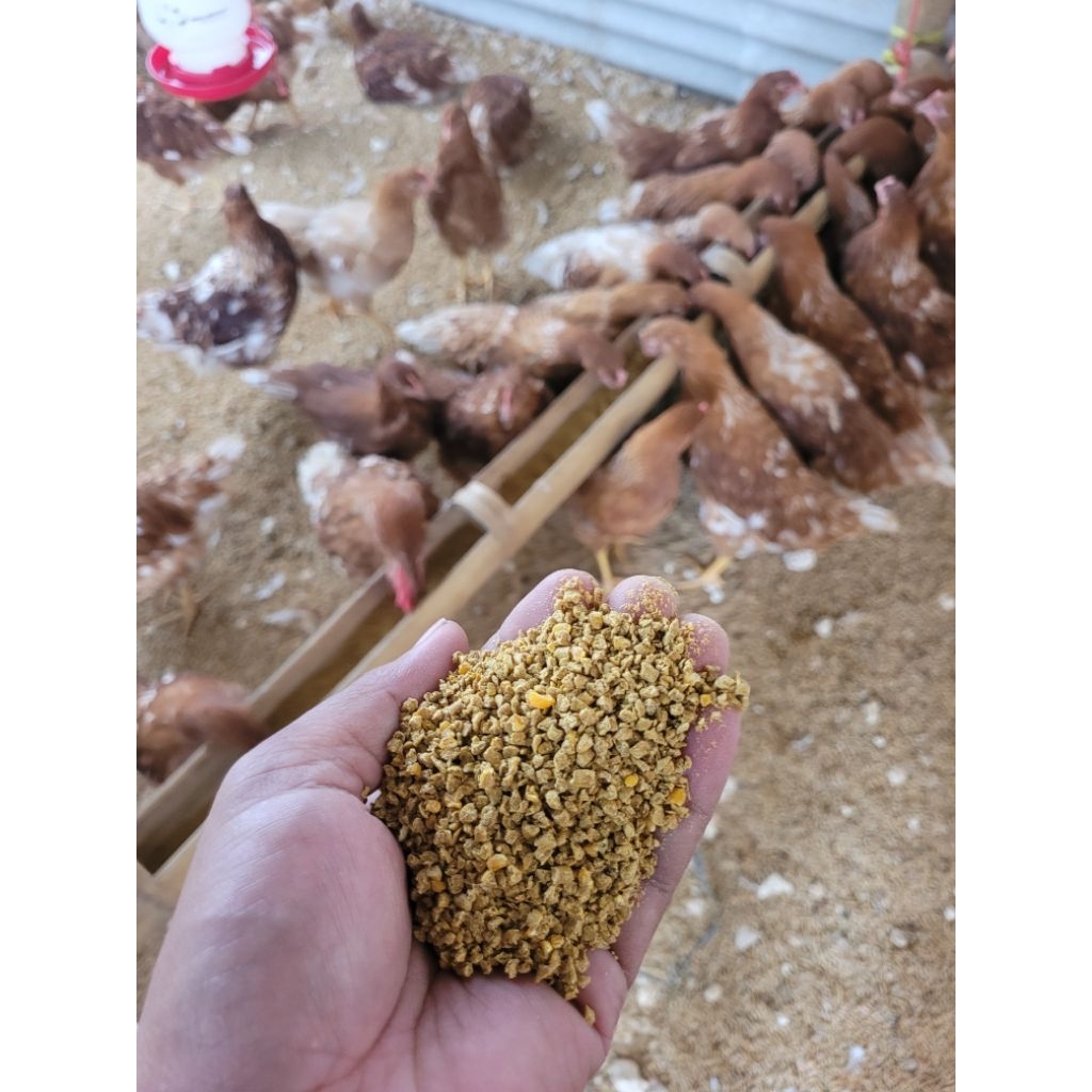 Pakan GROWER  ayam petelur protein tinggi