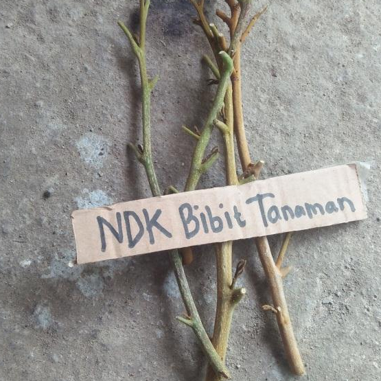 Entres / batang segar kelengkeng puangphet