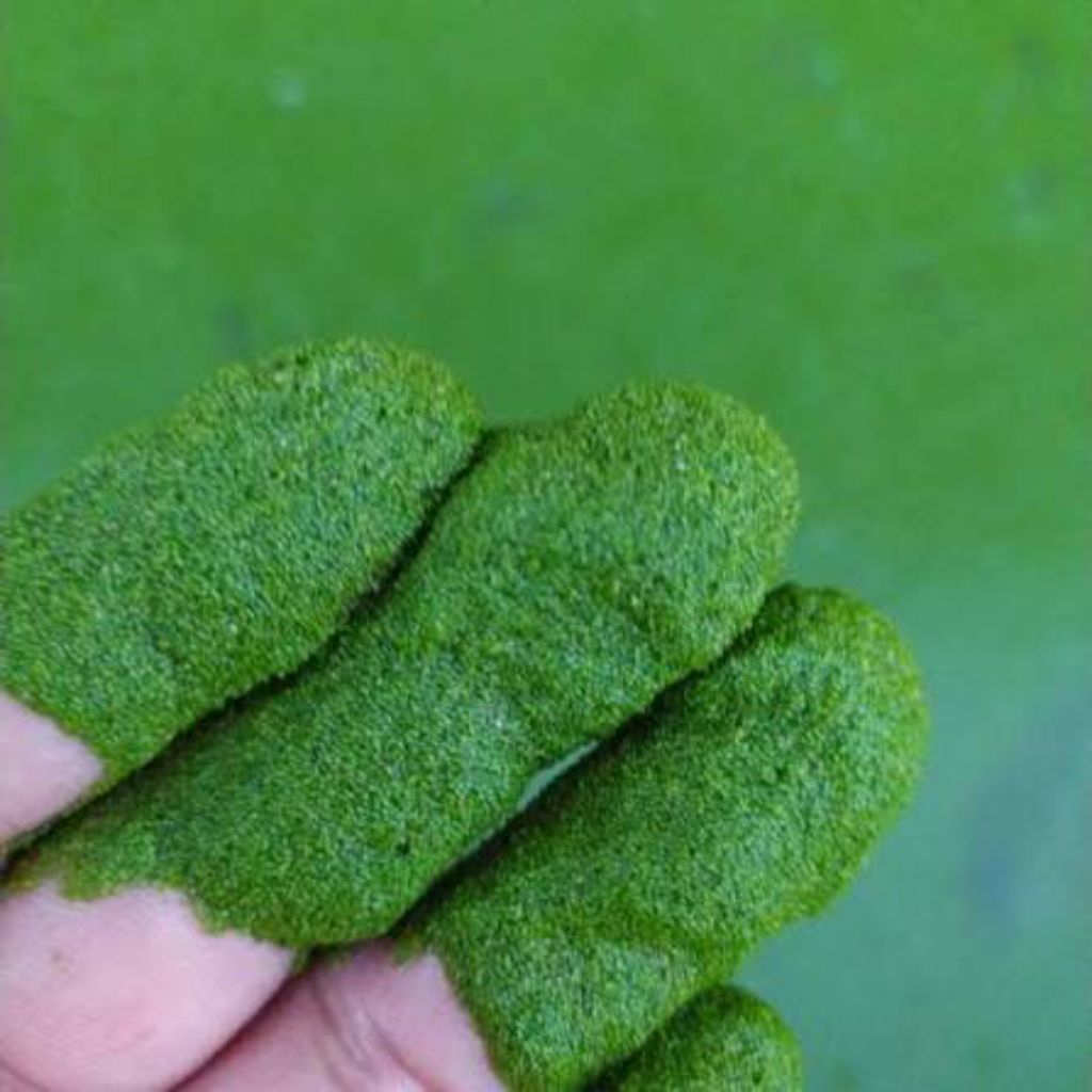 Bibit Tanaman Air Wolffia