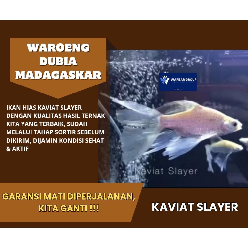 Ikan hias kaviat slayer KUALITAS GRADE A ( GARANSI )