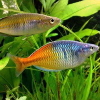 Rainbow Boesemani | Ikan hias rainbow boesemani | ikan hias aquascape