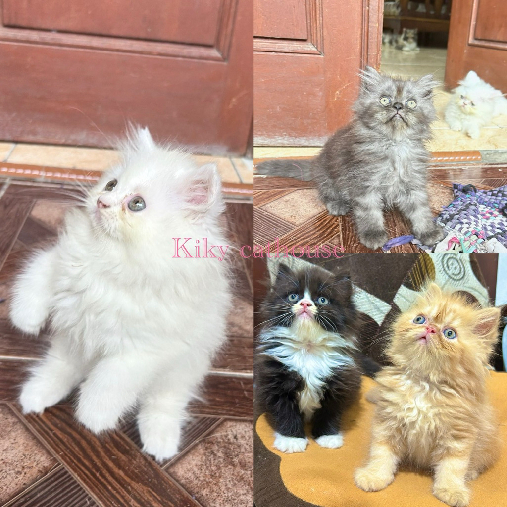 Kucing Persia Flatnose Hitam Bulu Kapas/Kucing Persia umur 2,5 bulan/Kucing Persia Black