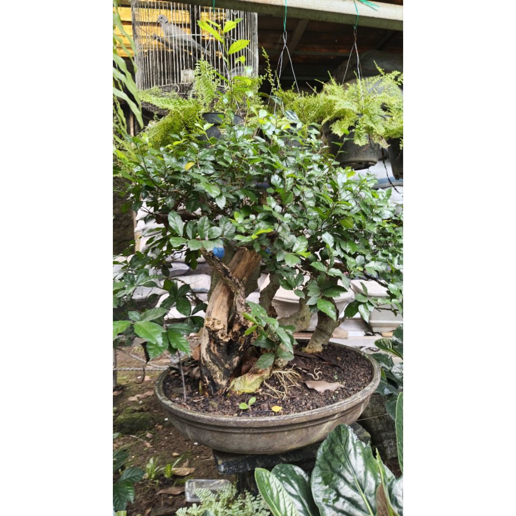 Bonsai Serut Raft Size Medium