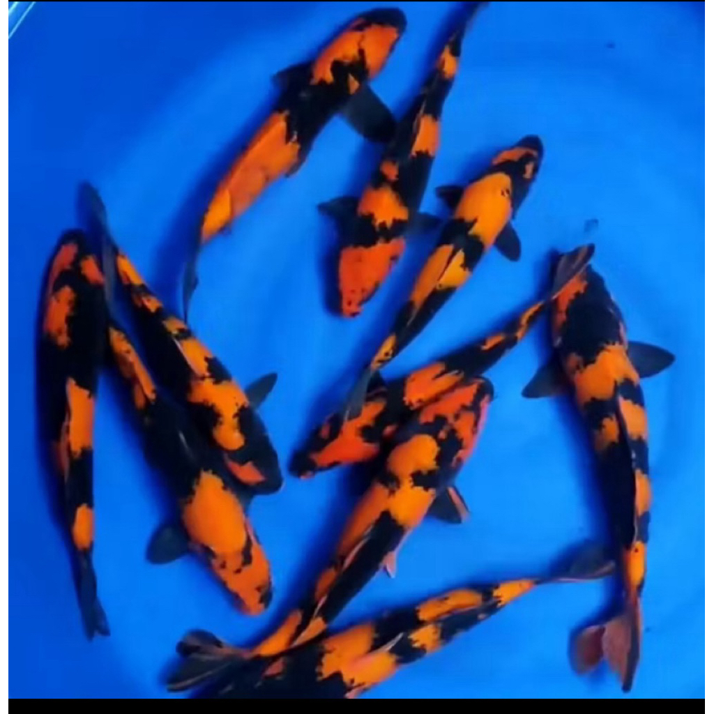 PAKET 3EKOR KOI UTSURI GRADE A&F1