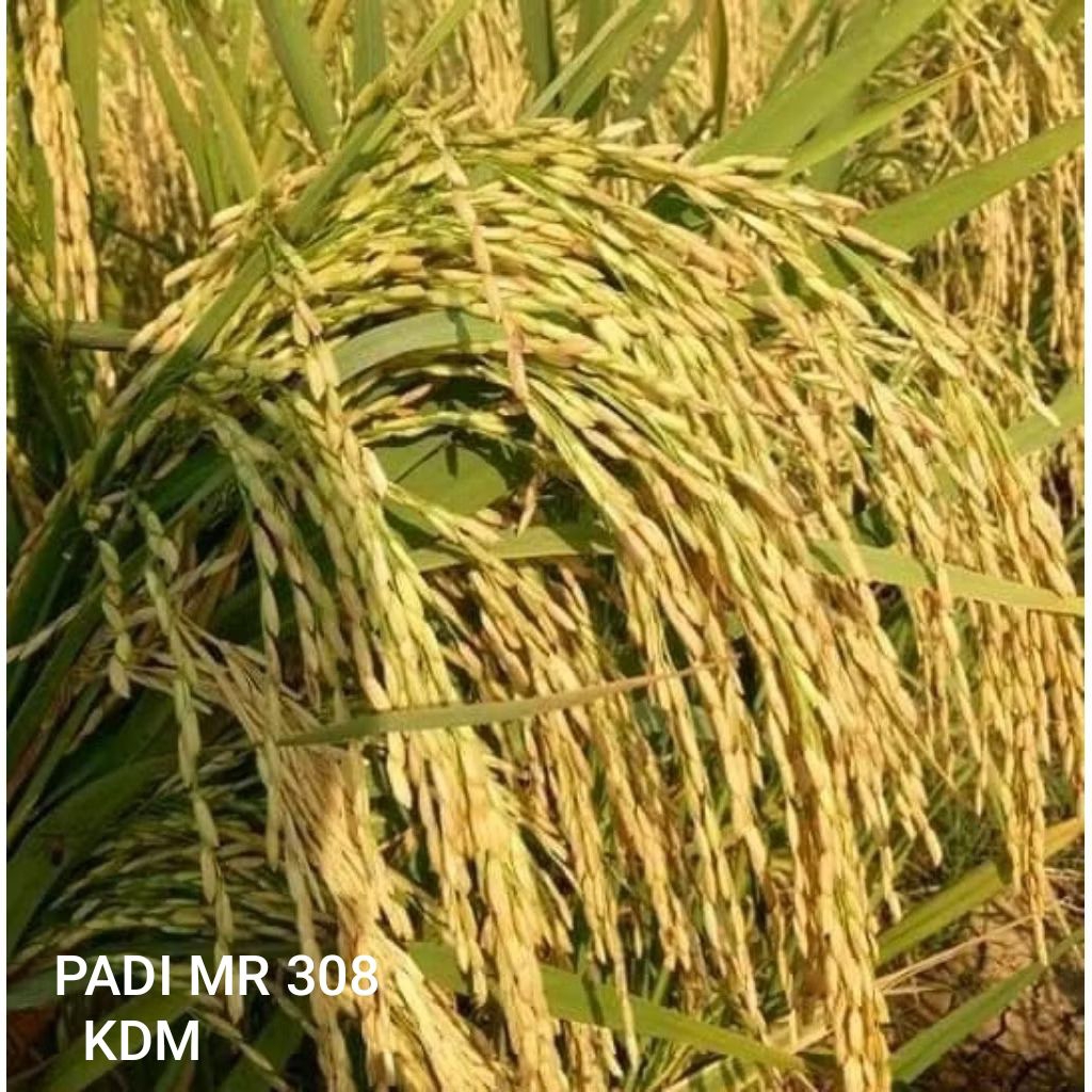 BIBIT PADI MR 308 KEMASAN 1 KG BIBIT PADI UNGGUL