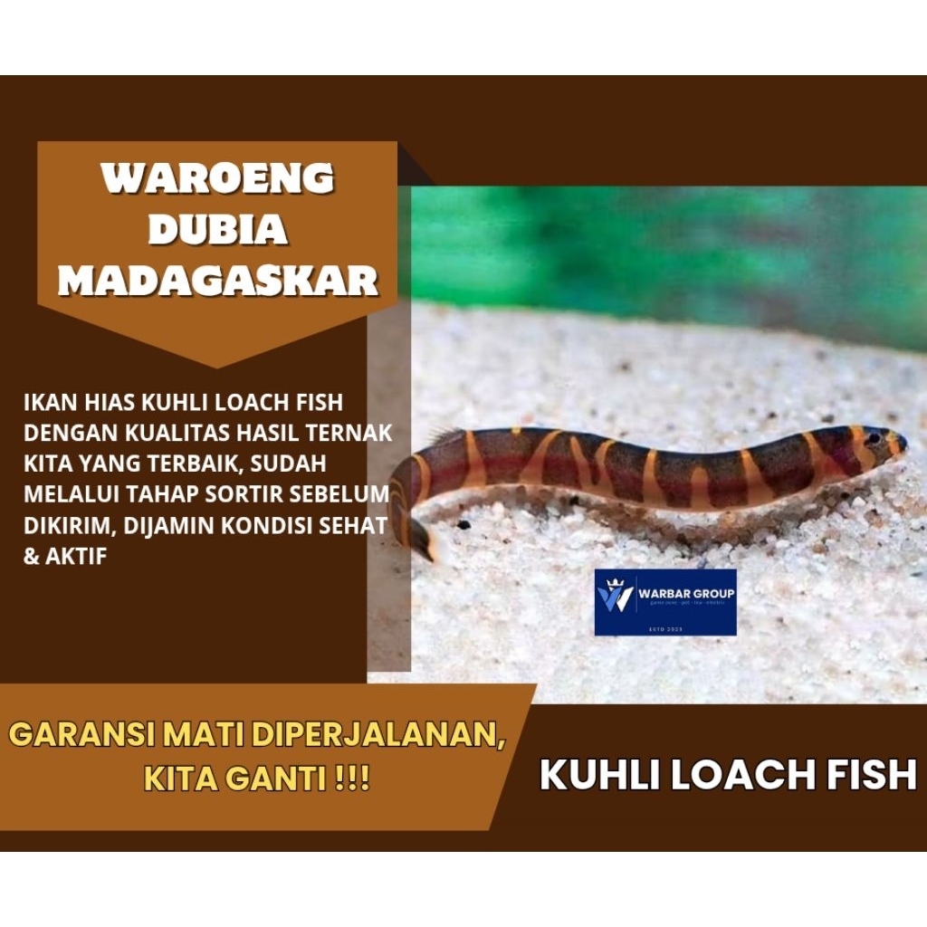 Ikan hias kuhli loach KUALITAS GRADE A ( GARANSI )