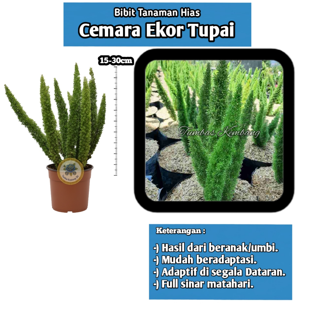 Bibit Tanaman Hias Ekor Tupai (Asparagus Densiflorus) Outdoor Siap Tanam Mudah Perawatan Tumbas Kemb