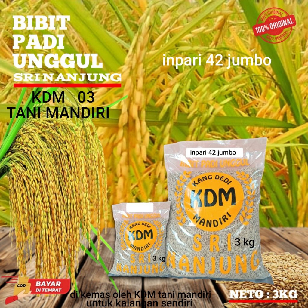 BIBIT PADI BENIH PADI INPARI 42 JUMBO KEMASAN 3 KG BIBIT PADI UNGGUL