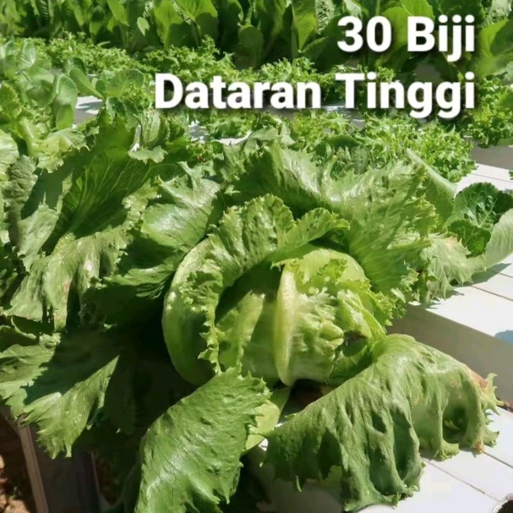 Benih Selada Head Lettuce Eceran Mewalik
