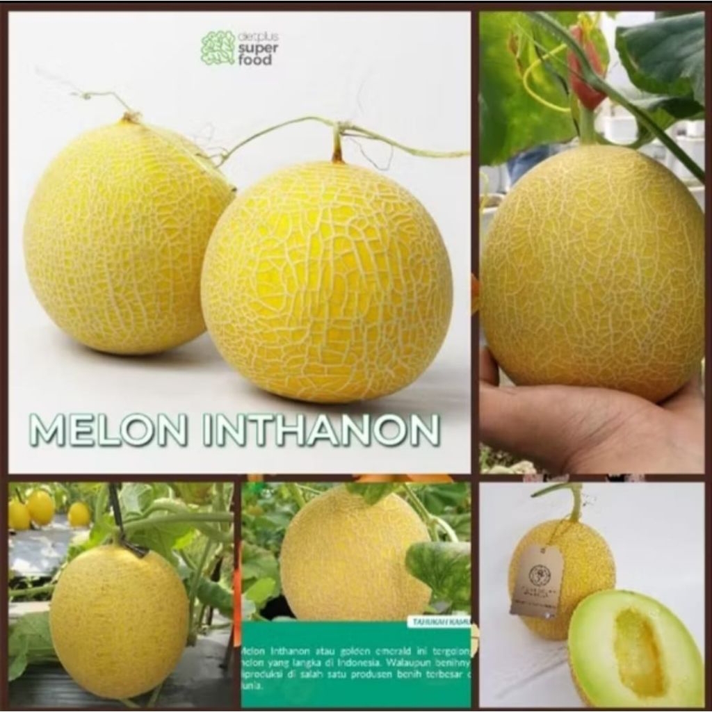 100 Benih Bibit Biji Melon Golden Inthanon, Hibrida Seeds F1 Super Manis terlaris