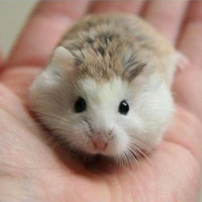Hamster roborovski