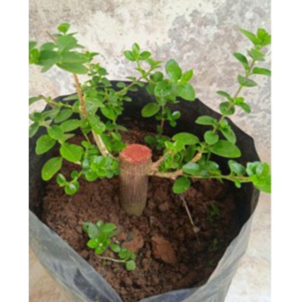 Bonsai sancang Bibit Bahan Bonsai Sancang