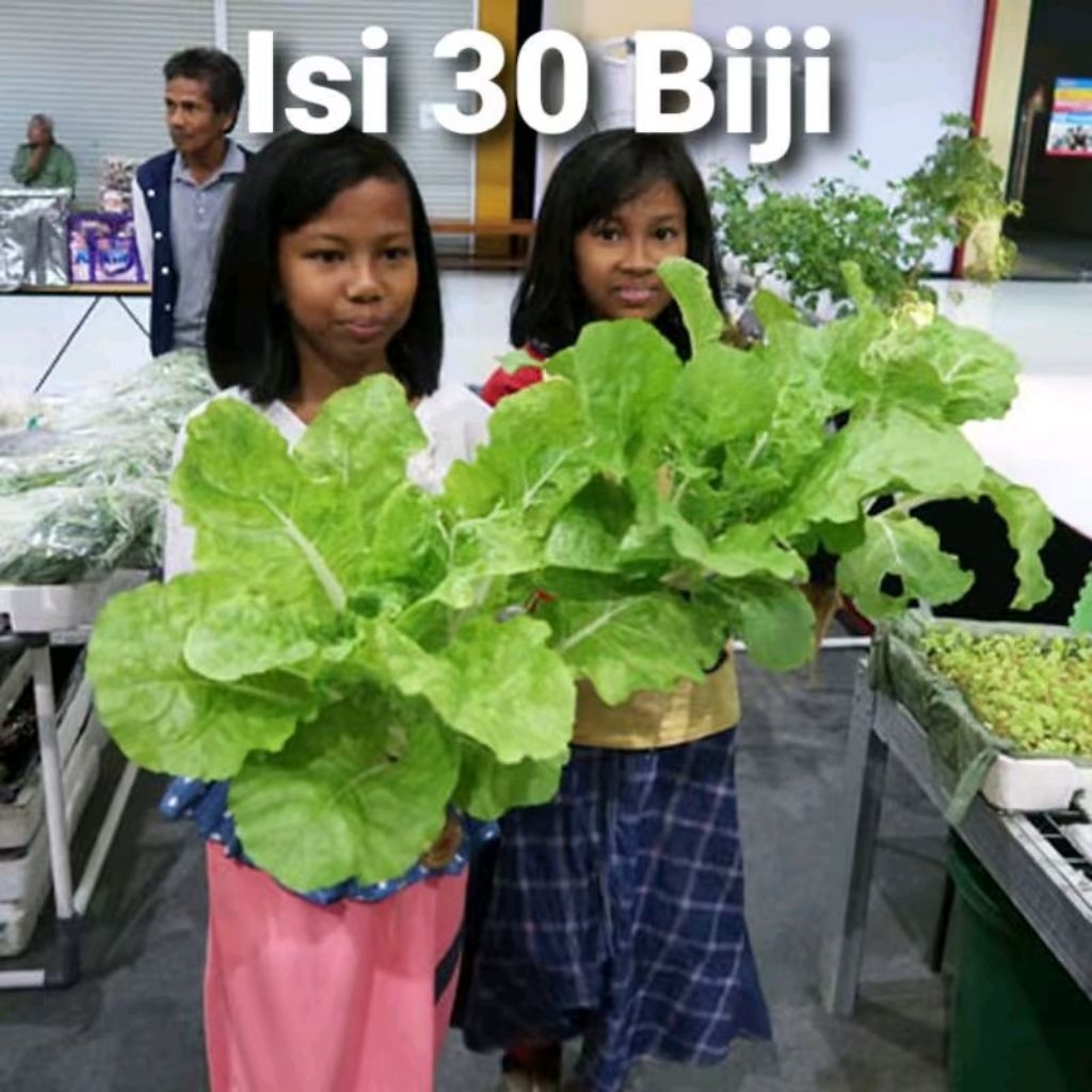 Benih Sawi Samhong Eceran