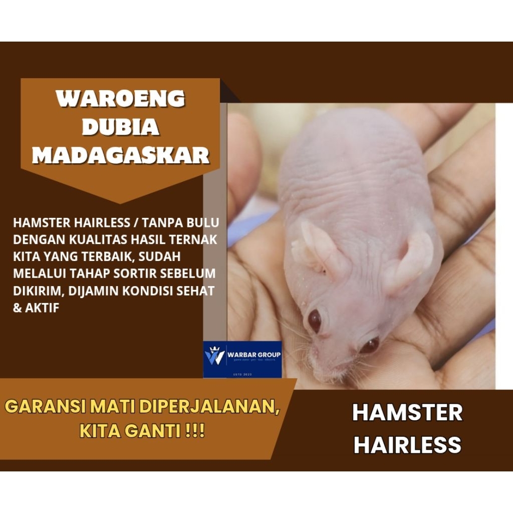 Hamster hairless/tanpa bulu KUALITAS GRADE A ( GARANSI )