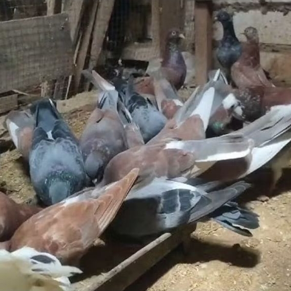 daging burung merpati kemasan vakum 2 ekor utuh