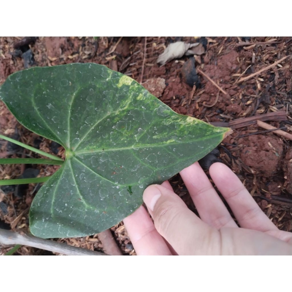 anthurium clarinervium dark form varigata ( besar )