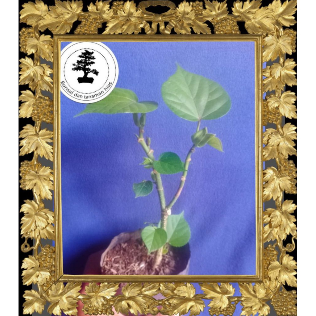 Bibit bonsai waru india