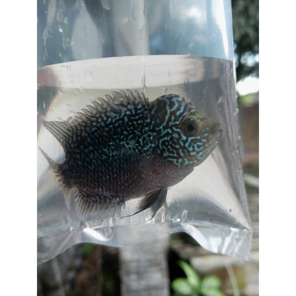 Plastik gambar Louhan Cencu line GB cilnong real picture