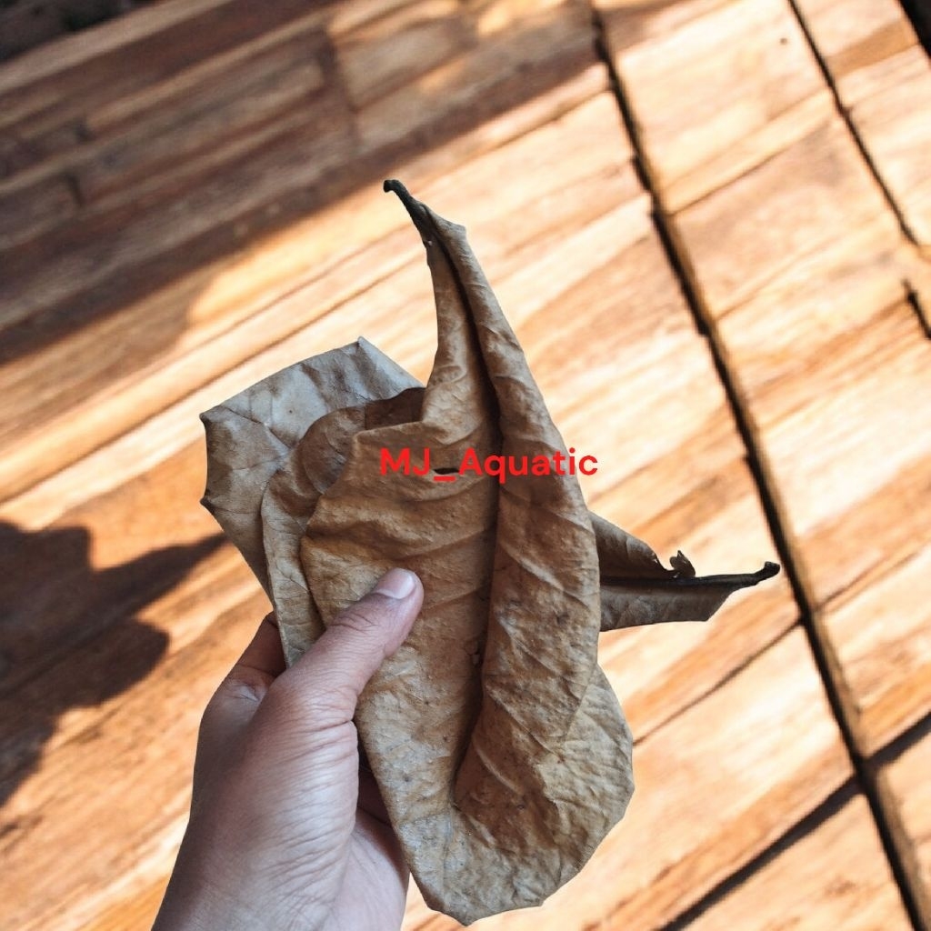 DAUN KETAPANG LAUT 30 Gram OLAHAN FERMENTASI – SUPER PEKAT