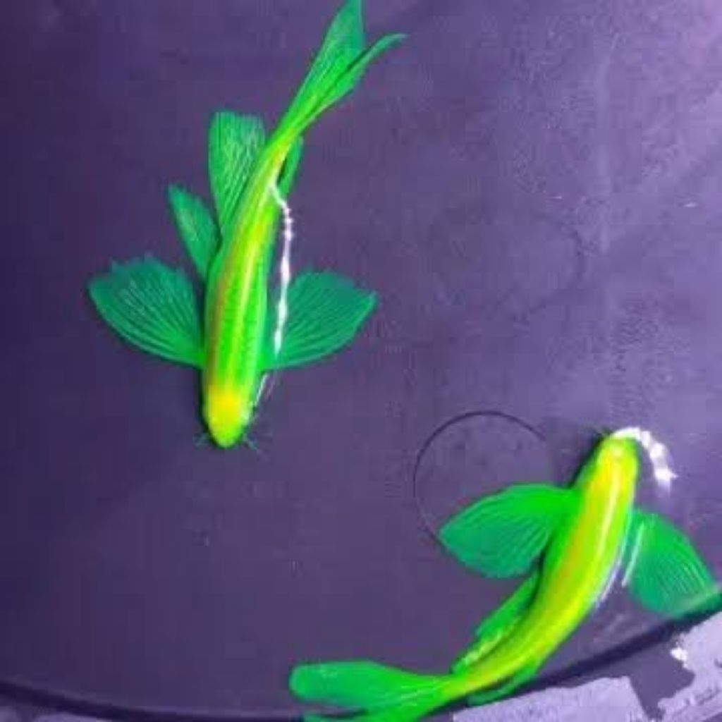 DANIO SLAYER HIJAU