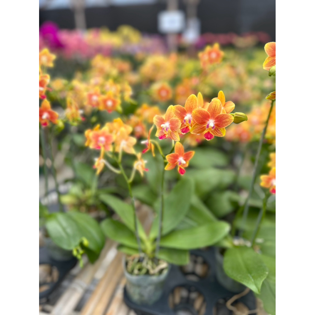 ANGGREK BULAN MINI orange kuning