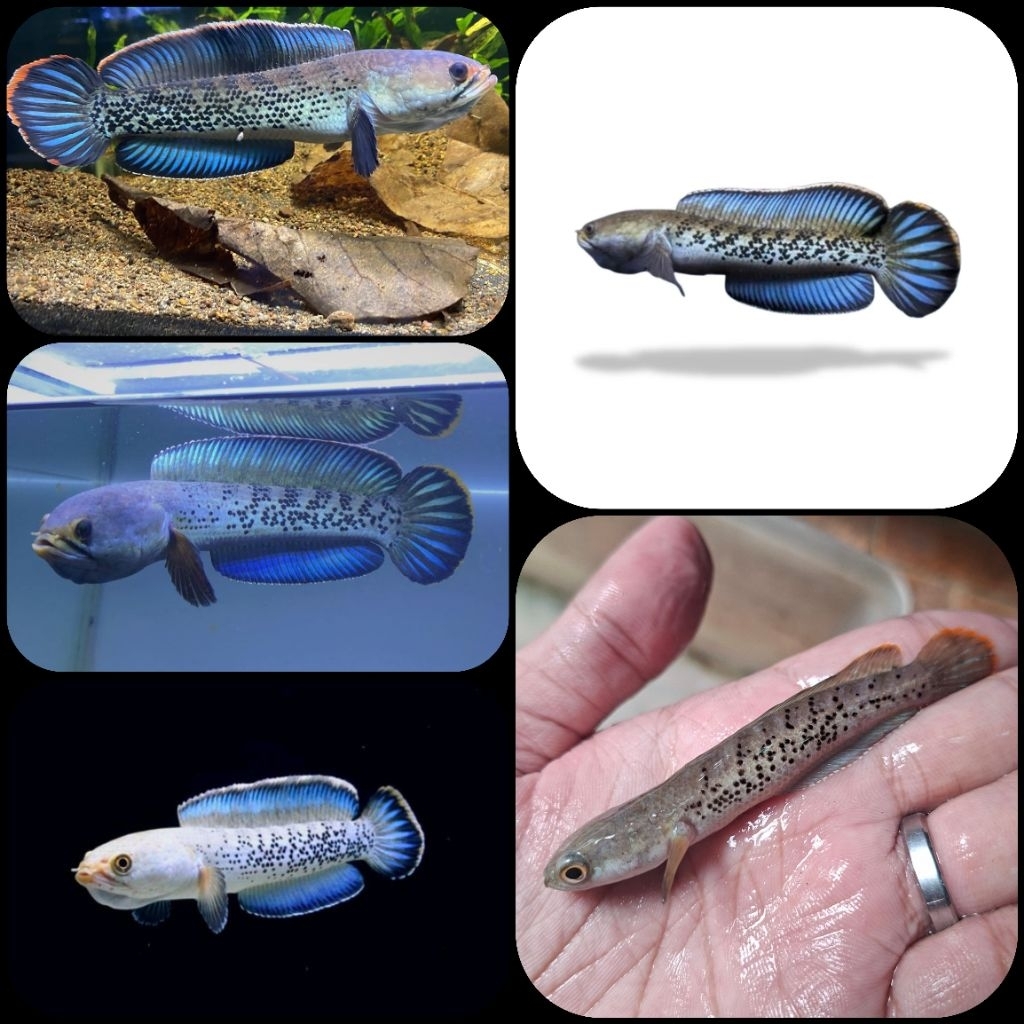 ikan hias channa stewarti untuk aquarium dan aquascape