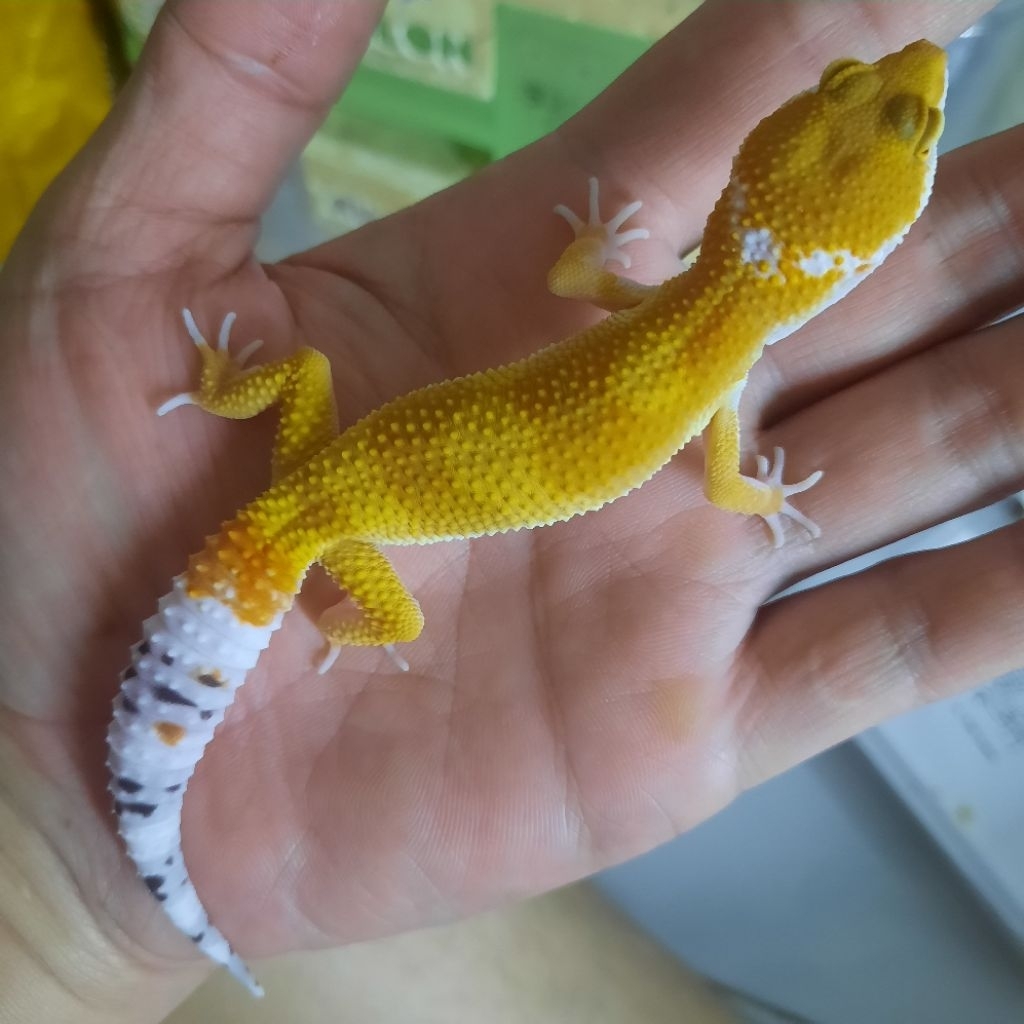 mainan Anak Baby Gecko leopard SHTCTB D