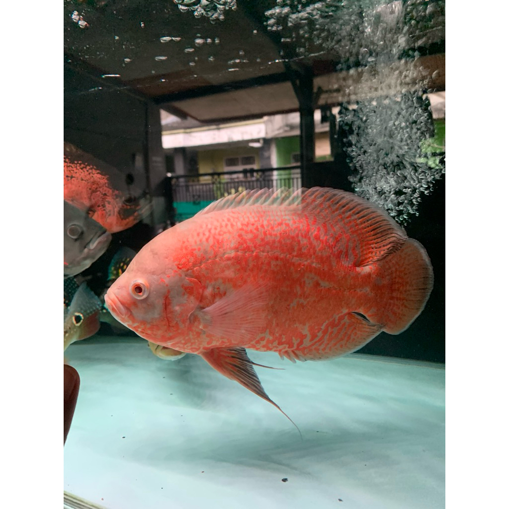 Ikan Hias Oskar Nemo Size 25 up