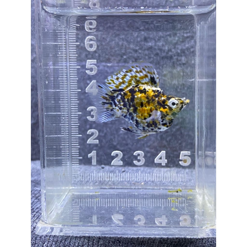 molly calico balon bulat roundtail