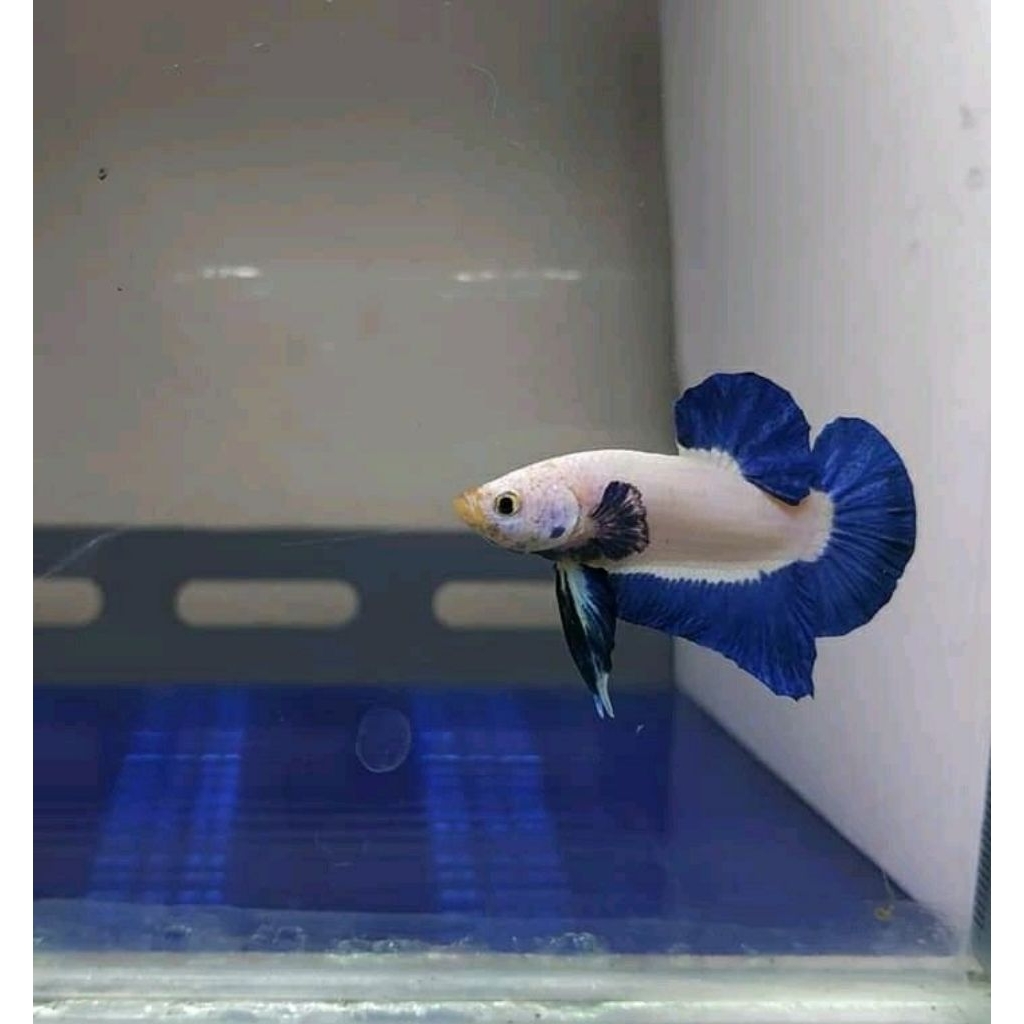 blue_rim_bico/double.tail_clean