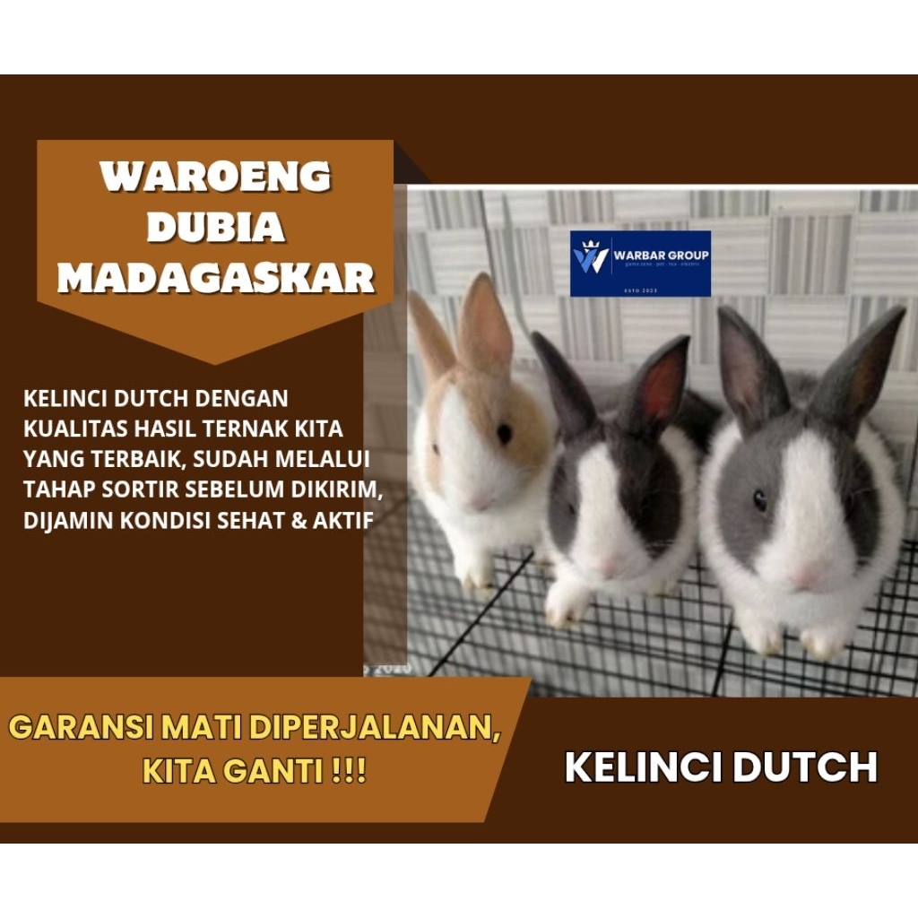 Kelinci hias dutch KUALITAS GRADE A ( GARANSI )